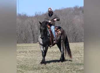 American Quarter Horse, Wallach, 6 Jahre, 165 cm, Roan-Blue