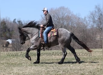 American Quarter Horse, Wallach, 6 Jahre, 165 cm, Roan-Blue