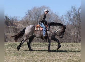 American Quarter Horse, Wallach, 6 Jahre, 165 cm, Roan-Blue