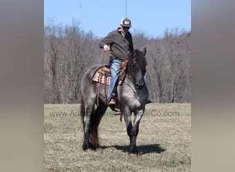American Quarter Horse, Wallach, 6 Jahre, 165 cm, Roan-Blue