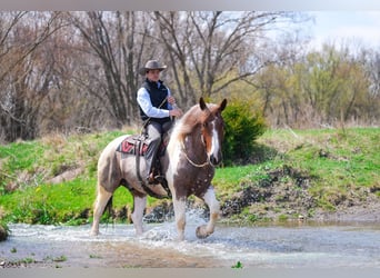 American Quarter Horse, Wallach, 6 Jahre, 165 cm, Roan-Red