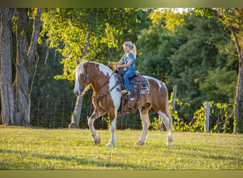 American Quarter Horse, Wallach, 6 Jahre, 165 cm, Tobiano-alle-Farben