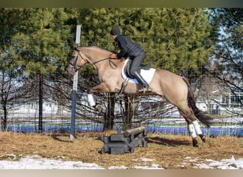American Quarter Horse, Wallach, 6 Jahre, 168 cm, Grullo
