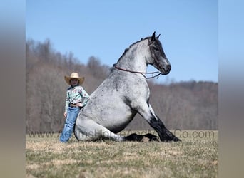 American Quarter Horse, Wallach, 6 Jahre, 168 cm, Roan-Blue