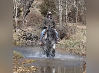 American Quarter Horse, Wallach, 6 Jahre, 168 cm, Roan-Blue