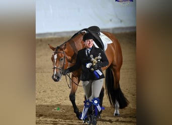 American Quarter Horse, Wallach, 6 Jahre, 170 cm, Brauner