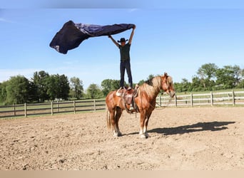 American Quarter Horse, Wallach, 6 Jahre, 170 cm, Dunkelfuchs
