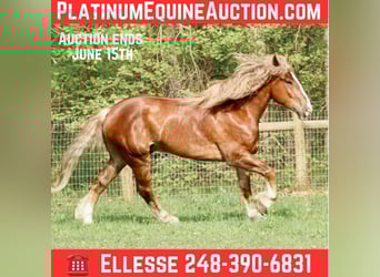 American Quarter Horse, Wallach, 6 Jahre, 170 cm, Dunkelfuchs