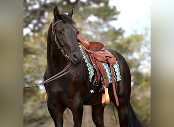 American Quarter Horse, Wallach, 6 Jahre, 170 cm, Rappe