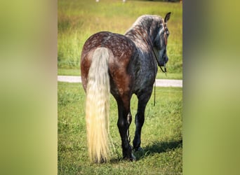 American Quarter Horse, Wallach, 6 Jahre, 173 cm, Apfelschimmel