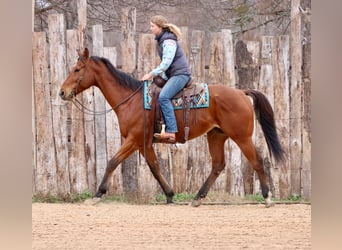 American Quarter Horse Mix, Wallach, 6 Jahre, 173 cm, Rotbrauner