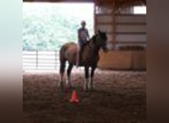 American Quarter Horse, Wallach, 6 Jahre, 173 cm, Rotbrauner