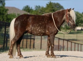 American Quarter Horse, Wallach, 6 Jahre, 99 cm, Brauner
