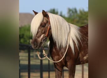 American Quarter Horse, Wallach, 6 Jahre, 99 cm, Brauner