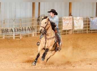 American Quarter Horse, Wallach, 6 Jahre, Buckskin