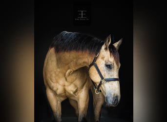 American Quarter Horse, Wallach, 6 Jahre, Buckskin