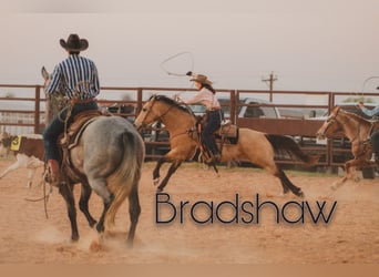 American Quarter Horse, Wallach, 6 Jahre, Buckskin
