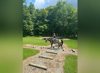 American Quarter Horse, Wallach, 6 Jahre, Buckskin