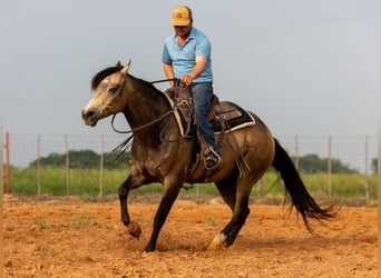 American Quarter Horse, Wallach, 6 Jahre, Buckskin