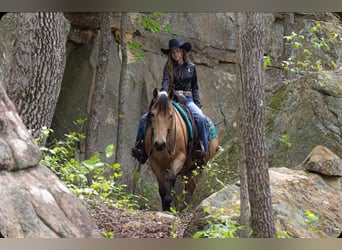 American Quarter Horse, Wallach, 6 Jahre, Buckskin