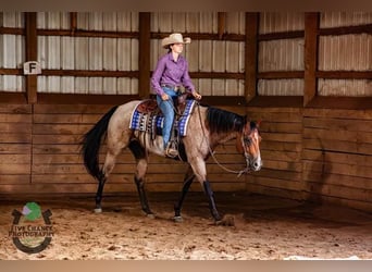 American Quarter Horse, Wallach, 6 Jahre, Buckskin