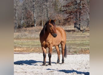 American Quarter Horse, Wallach, 6 Jahre, Buckskin