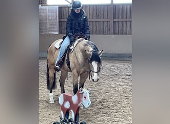 American Quarter Horse, Wallach, 6 Jahre, Buckskin