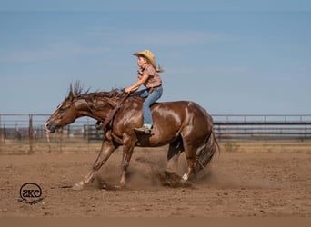 American Quarter Horse, Wallach, 6 Jahre, Dunkelfuchs