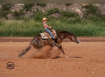 American Quarter Horse, Wallach, 6 Jahre, Dunkelfuchs