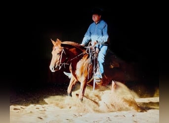 American Quarter Horse, Wallach, 6 Jahre, Dunkelfuchs