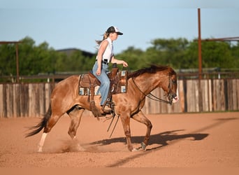 American Quarter Horse, Wallach, 6 Jahre, Falbe
