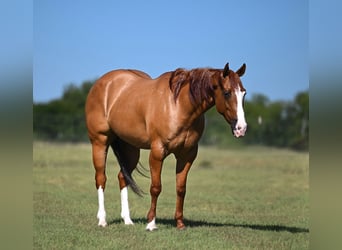 American Quarter Horse, Wallach, 6 Jahre, Falbe