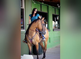 American Quarter Horse, Wallach, 6 Jahre, Falbe