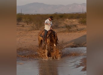 American Quarter Horse, Wallach, 6 Jahre, Falbe
