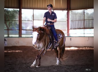 American Quarter Horse, Wallach, 6 Jahre, Falbe
