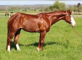 American Quarter Horse, Wallach, 6 Jahre, Fuchs