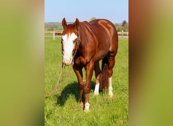 American Quarter Horse, Wallach, 6 Jahre, Fuchs
