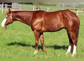 American Quarter Horse, Wallach, 6 Jahre, Fuchs