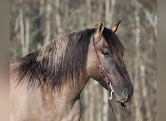 American Quarter Horse, Wallach, 6 Jahre, Grullo