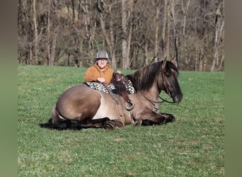 American Quarter Horse, Wallach, 6 Jahre, Grullo