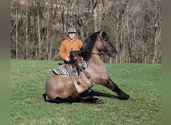 American Quarter Horse, Wallach, 6 Jahre, Grullo