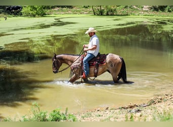 American Quarter Horse, Wallach, 6 Jahre, Grullo