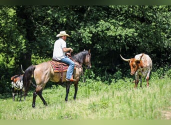 American Quarter Horse, Wallach, 6 Jahre, Grullo