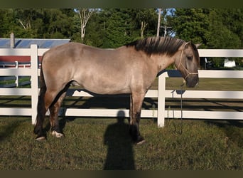 American Quarter Horse, Wallach, 6 Jahre, Grullo