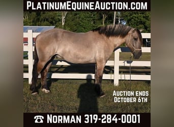 American Quarter Horse, Wallach, 6 Jahre, Grullo