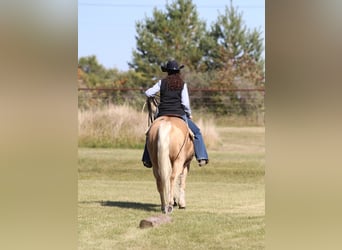 American Quarter Horse, Wallach, 6 Jahre, Palomino