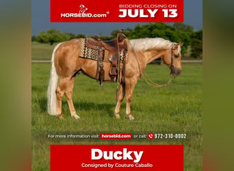 American Quarter Horse, Wallach, 6 Jahre, Palomino