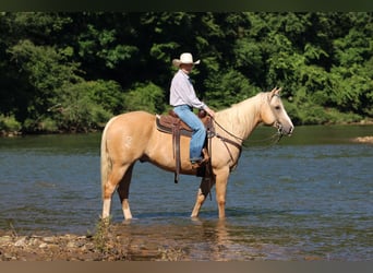 American Quarter Horse, Wallach, 6 Jahre, Palomino