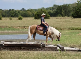American Quarter Horse, Wallach, 6 Jahre, Palomino