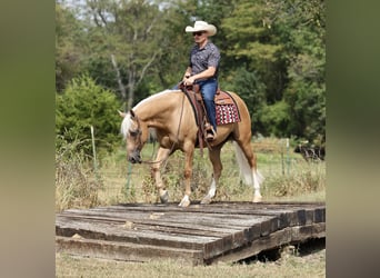 American Quarter Horse, Wallach, 6 Jahre, Palomino